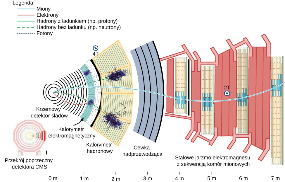Rysunek przedstawia przekrój poprzeczny przez detektor CMS. W powiększeniu widzimy wycinek przekroju. Przez środek przechodzi rura akceleratora(prostopadle do rysunku). Pierwszą warstwą detektorów jest krzemowy tracker. Kolejne segmenty detektora są zaznaczone różnymi kolorami i kształtami, podano ich skalę odległości od środka detektora i nazwy: krzemowa komora śladowa poniżej 1m od środka, kalorymetr elektromagnetyczny w okolicy 1 m od środka, kalorymetr hadronowy w odległości 1,5 m do 2 m, cewka nadprzewodząca w odległości 2,5 do 3,5 m oraz stalowe jarzmo elektromagnesu z sekwencją komór mionowych w odległościach od 3,5 do 7 m. Dwiema liniami prowadzącymi ze środka do kalorymetru elektromagnetycznego zaznaczono przebieg fotonów i elektronów. Dwie kolejne linie biegnące ze środka do kalorymetru hadronowego oznaczono jako hadron neutralny (na przykład neutron) oraz hadron naładowany (na przykład pion). Linia oznaczona jako mion prowadzi od środka do zewnętrznej warstwy detektora. W obszarze drugiej warstwy jest małe kółko z krzyżykiem oznaczone 4T, a w ostatniej warstwie zaznaczono kółko z kropką w środku opisane 2T.