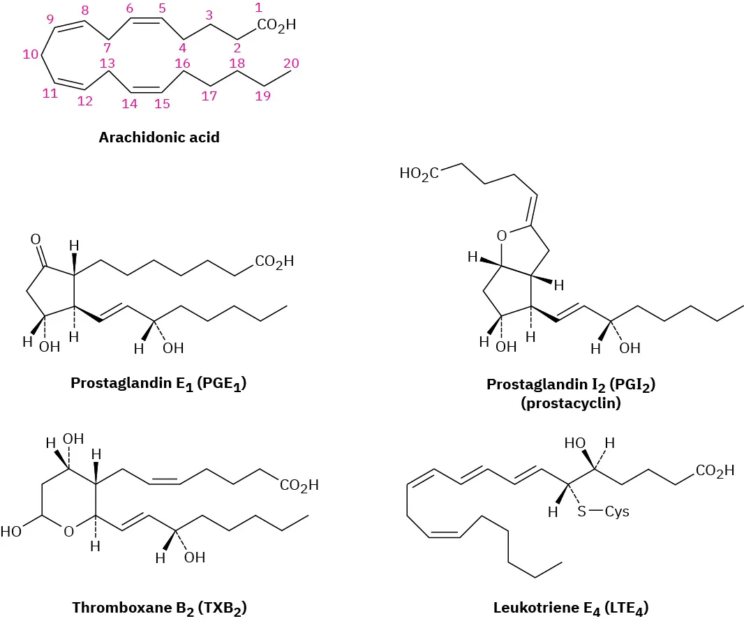 The figure shows five structures. Arachidonic acid, Prostaglandin E 1 ( P G E 1), Prostaglandin I 2, Thromboxane E 2, and Leukotriene E 4.