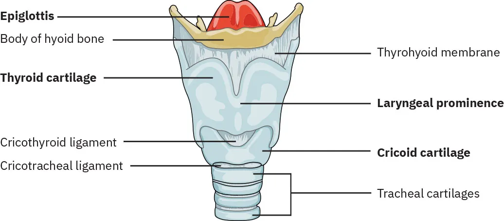 Diagram of larynx labeling epiglottis, body of hyoid bone, thyrohyoid membrane, thyroid cartilage, laryngeal prominence, cricothyroid ligament, cricoid cartilage, cricotracheal ligament, tracheal cartilages.