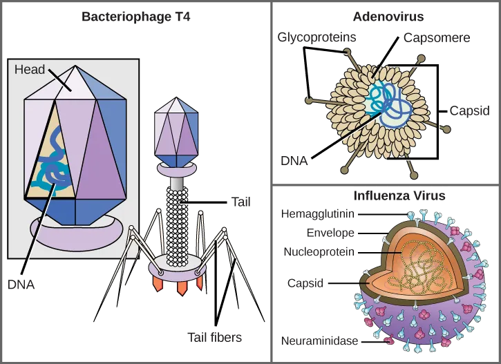 Illustration a shows bacteriophage T 4, which houses its D N A genome in a hexagonal head. A long, straight tail extends from the bottom of the head. Tail fibers attached to the base of the tail are bent, like spider legs. In b, adenovirus houses its D N A genome in a round capsid made from many small capsomere subunits. Glycoproteins extend from the capsomere, like pins from a pincushion. In c, the influenza virus houses its R N A genome and a bullet-shaped capsid. A spherical viral envelope, lined with matrix proteins, surrounds the capsid. Two different varieties of glycoprotein spike are embedded in the envelope. Approximately 80 percent of the spikes are hemagglutinin. The remaining 20 percent or so of the glycoprotein spikes consist of neuraminidase.
