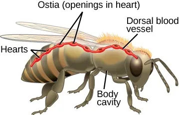 Illustrated side view of bee showing labeled leaders to areas of hearts, ostia (openings in heart) on the dorsal aspect (top) of bee body, blood vessel running across top of bee body, and body cavity labeled on bottom of bee body.
