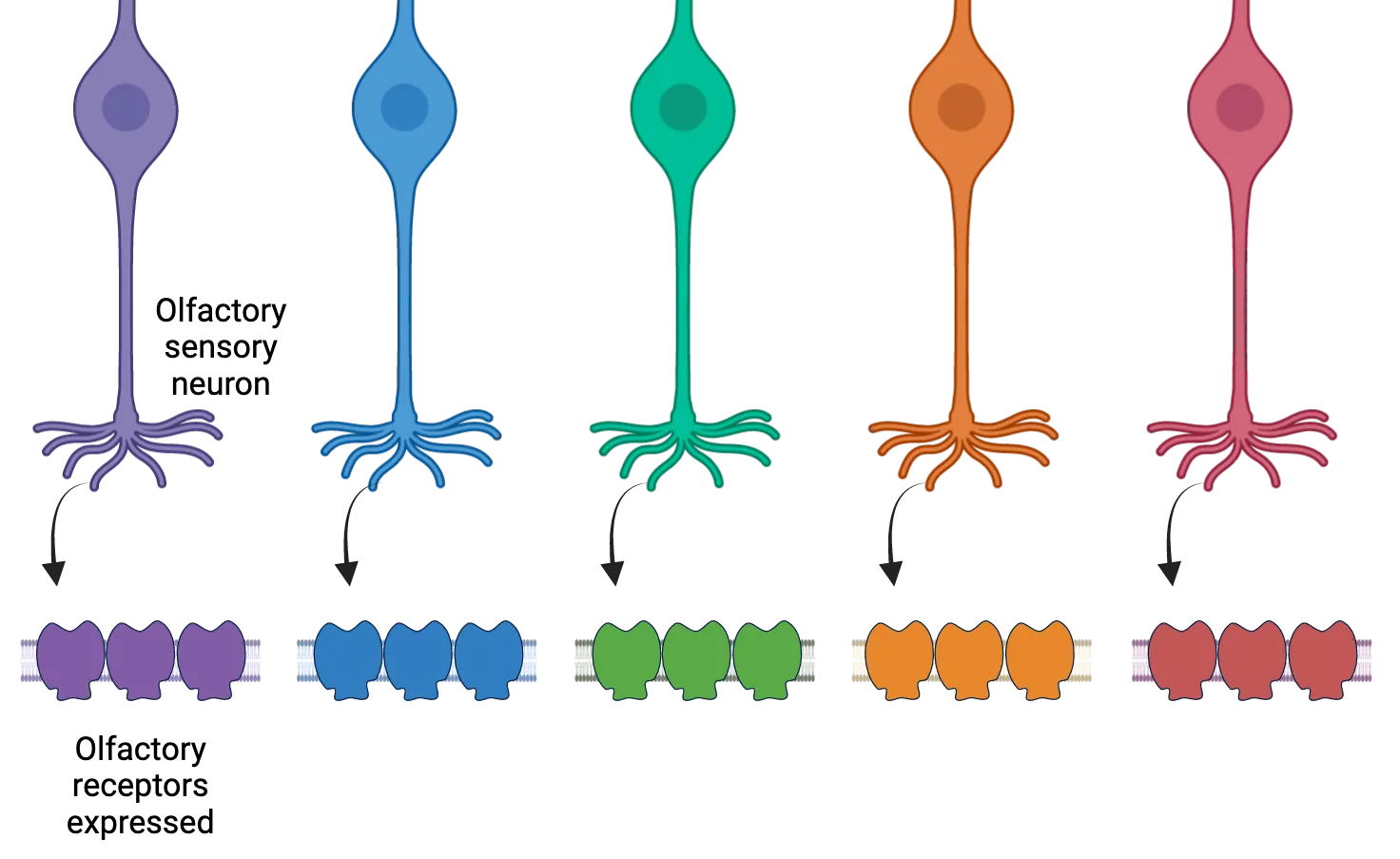 A diagram of olfactory neurons each expressing one receptor protein.