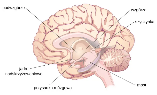 An illustration of a brain shows the locations of the hypothalamus, thalamus, pons, suprachiasmatic nucleus, pituitary gland, and pineal gland.