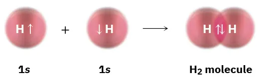 The formation of H 2 molecule by overlapping of two 1s orbitals represented as spheres.