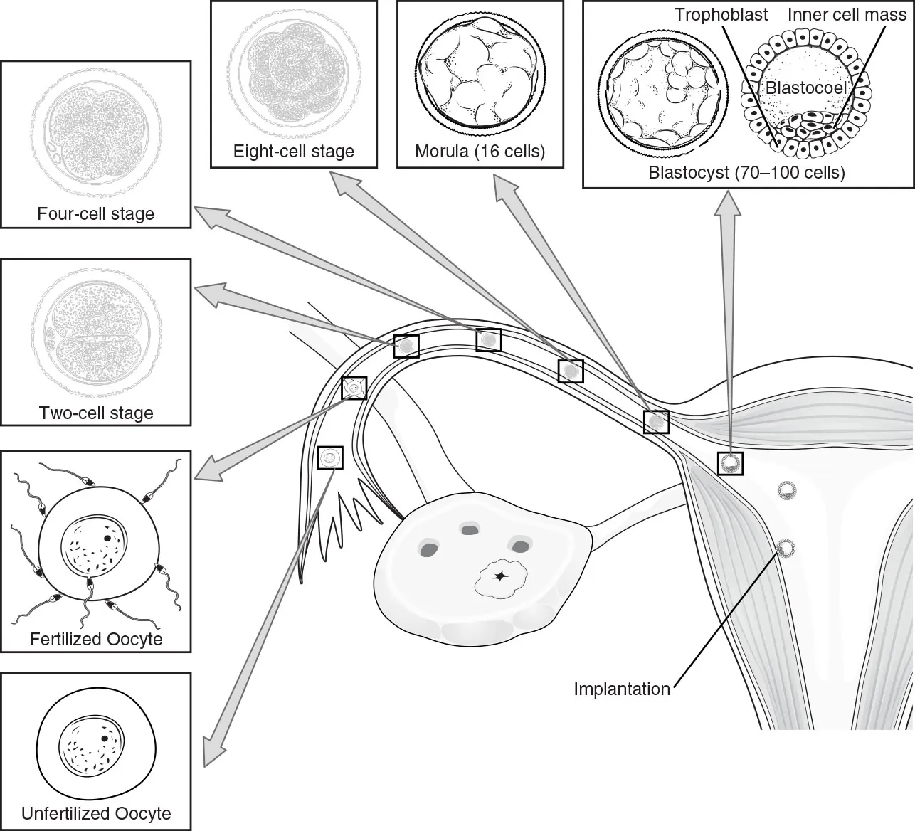 Diagram showing fertilized ovum from conception to implantation