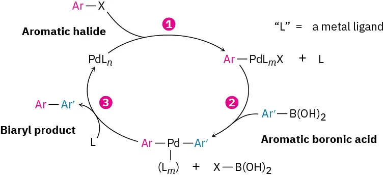 Via a three-step cyclic reaction, an aromatic halide reacts with catalyst, forming an organopalladium intermediate, which reacts with aromatic boronic acid, yielding diarylpalladium intermediate. Decomposition produces a biaryl product.