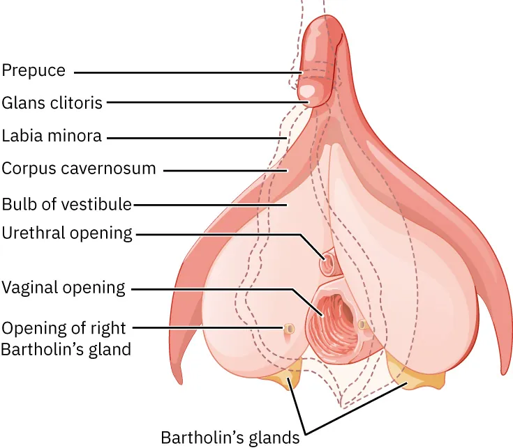 Image of clitoris, internal and external, labeled with: prepuce, glans clitoris, labia minora, corpus cavernosum, bulb of vestibule, urethral opening, vaginal opening, opening of right Bartholin’s glad, and Bartholin’s glands.