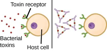 The illustration shows bacterial toxins encountering a host cell with toxin receptors. It then shows antibodies bound in complex to the toxins outside of the host cell.