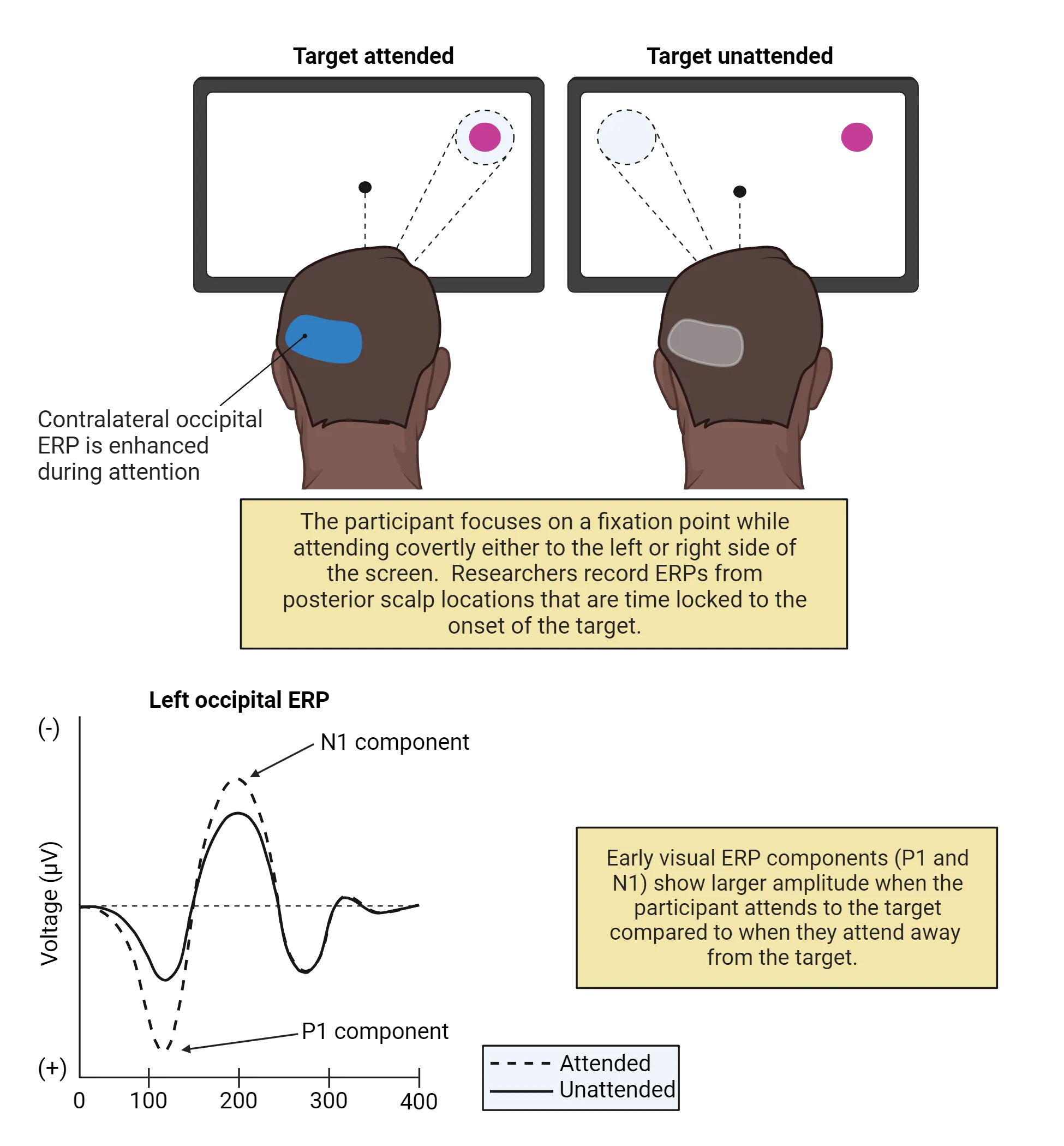 Top: Diagram of a participant focusing on a fixation point while attending covertly either to the left or right side of the screen. Contralateral occipital ERP is enhanced during attentions. Bottom: Line graph showing that early visual ERP components (P1 and N1) show larger amplitude when the participant attends to the target compared to when they attend away from the target)