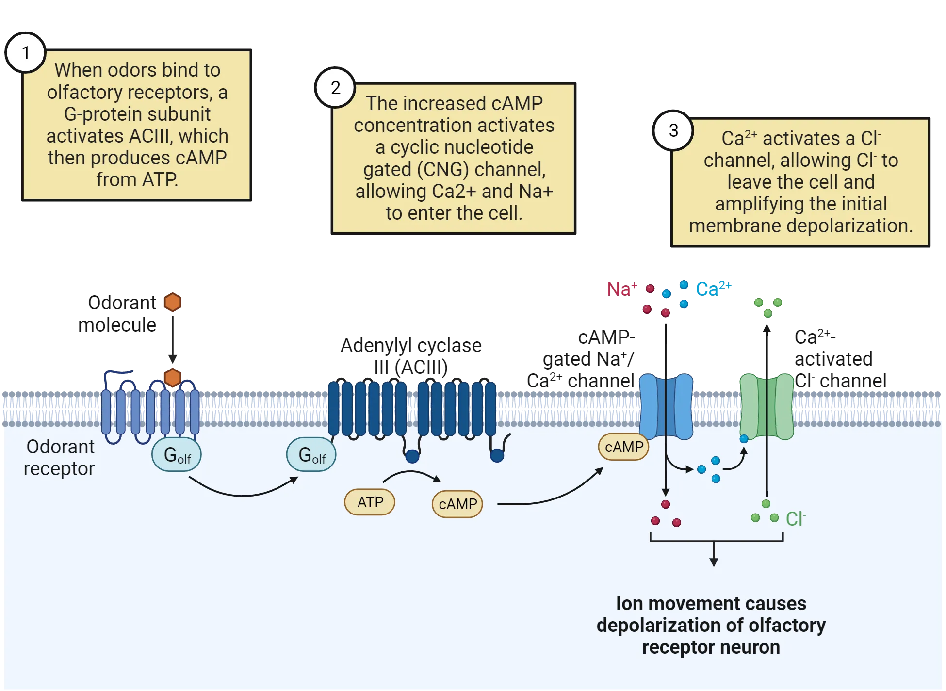 A diagram of a cell membrane with odorant receptor, adenylyl cyclase III, second messengers and ion channels. The transduction pathway for odorants is shown as described in the main text.