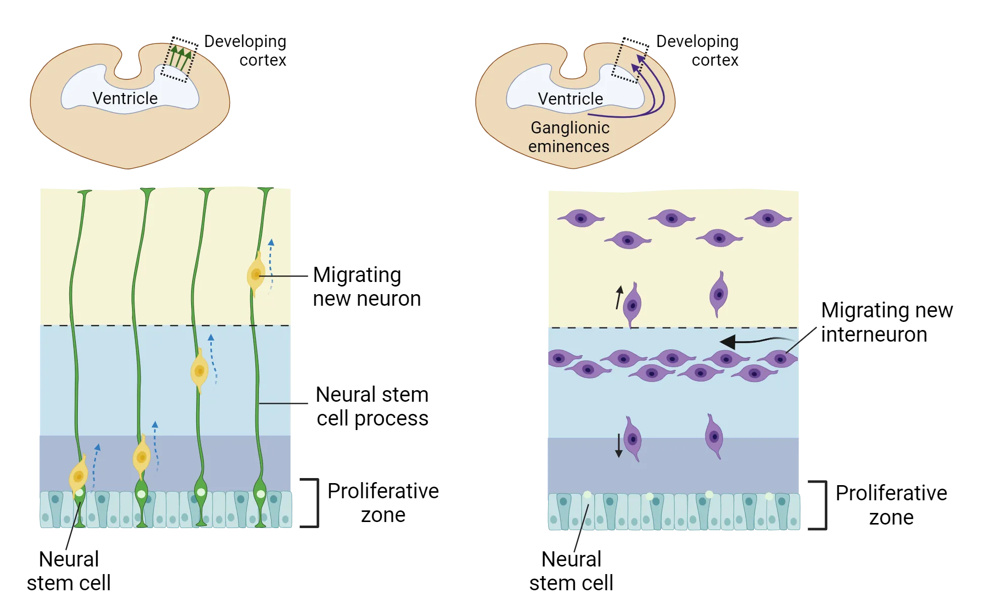 Top shows a coronal section of developing brain, with large ventricular space encased dorsally by cortical tissue. Arrows show migration direction from ventricle to cortical surface. A detailed pop-out shows a section of cortical tissue with neural stem cell bodies in the proliferative zone, just above the ventricular space. Neural stem cell radial process that extends from the cell body to the cortical surface and a migrating new neuron follows the process outwards/up. Bottom shows the same coronal section but with migration direction from ganglionic eminences in the midline, ventral to the ventricle, around the ventricle to the developing cortex. A detailed pop-out shows a section of cortical tissue where migrating new neurons enter above the proliferative zone and migrate towards the ventricle and towards the cortical surface.
