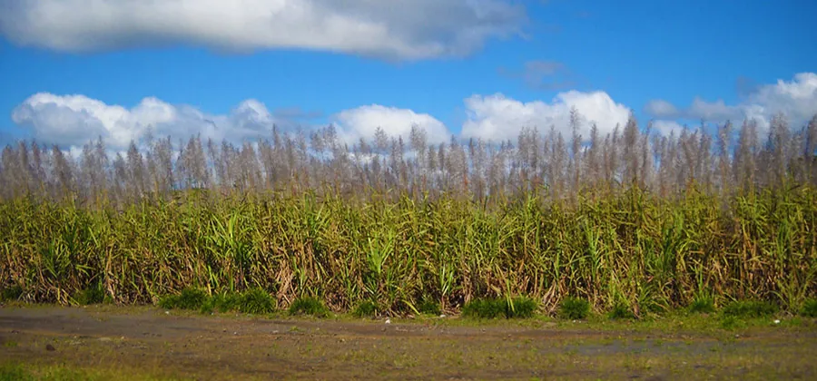 A sugarcane field with full bloom along with the clear sky.
