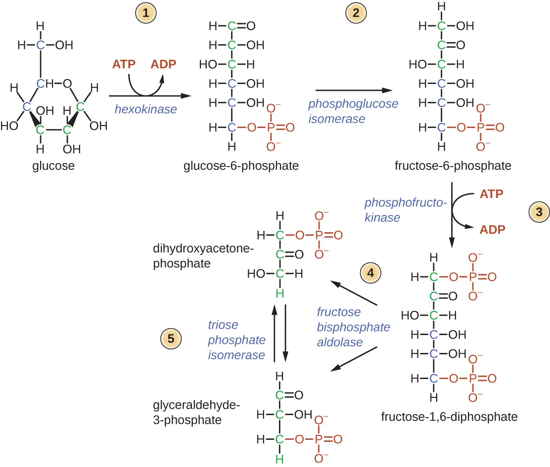 Diagram of first half of glycolysis. Glucose is a 6 carbon sugar; it is a hexagon with an oxygen in one of the corners and the sixth carbon outside of the ring. Step 1: Hexokinase takes a phosphate from ATP and adds it to glucose to produce glucose-6-phosphate (a linear structure with a phosphate group at carbon 6). ADP is another product of this reaction. Step 2: Phosphoglucose isomerase converts glucose-6-phosphate to fructose-6-phosphate by moving the double bonded oxygen from carbon 1 to carbon 2. Step 3: phosphofrutokinase moves a phosphate from ATP to fructose-6-phosphate to produce fructose-1,6,-diphosphate. This is a fructose molecule with phosphate groups on carbons 1 and 6. ADTP is another product of this reaction. Step 4: Aldolase splits fructose-1,6-biphosphate in half to produce glyceraldehyde-3-phosphate (a 3 carbon molecule with a double bonded oxygen at carbon 1 and a phosphate at carbon 3) and dihydroxyacetone-phosphate (which has a phosphate group at carbon 1 and a double bonded oxygen at carbon 2). Step 5: Triose phosphate isomerase converts between dihydroxyacetone-phosphate and glyceraldehyde-3-phosphate.