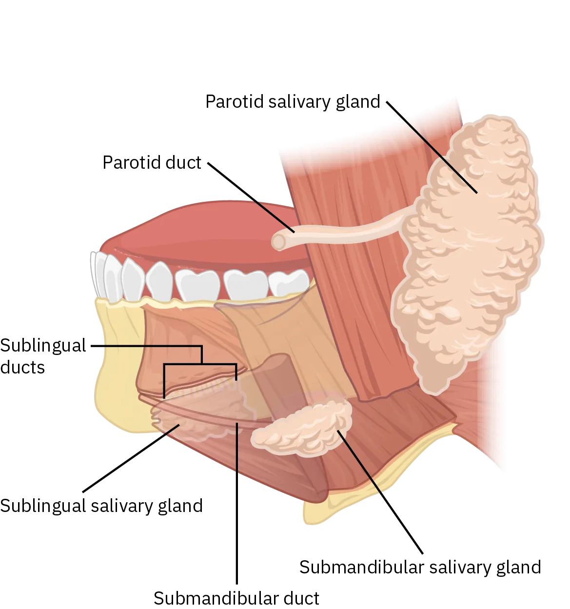 A diagram of the mouth illustrating where the different glands and ducts are located. The parotid salivary gland is located at the back of the mouth; it is connected to the parotid duct. The submandibular salivary gland is located toward the back of the bottom of the mouth, below the teeth. It is connected to the submandibular duct. The sublingual salivary gland is also located below the teeth, but more toward the front of the mouth. It is connected to the sublingual ducts.