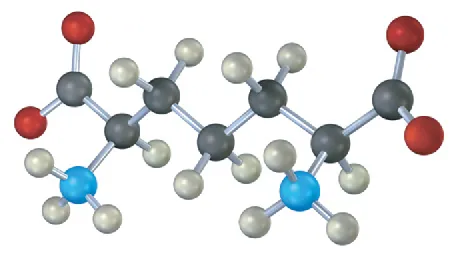 A ball-and-stick model of a seven-carbon chain, with two carboxylate anions at C 1 and C 7, and two amine groups C 2 and C 6.