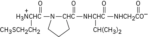 The structure of M P V G.  A tetrapeptide, starting at the N-terminus  containing a methionine,  a proline, a valine, and a  glycine,