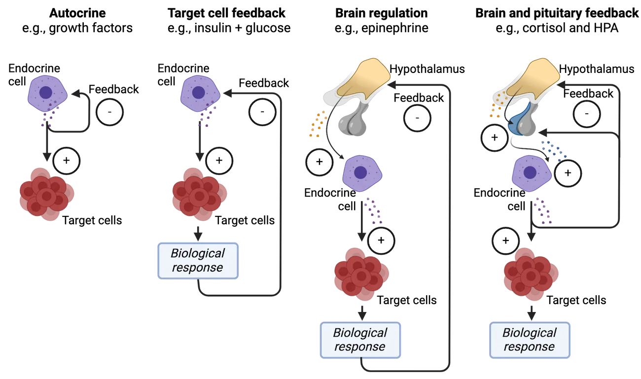 4 diagrams of feedback mechanisms. Autocrine (ex. growth factors): endocrine cell affects target cells and give negative feedback to itself. Target cell feedback (ex. insulin + glucose): endocrine cell affects target cells and target cells cause a biological response which then gives negative feedback to endocrine cell. Brain regulation (ex. epinephrine): Hypothalamus stimulates endocrine cell. Endocrine cell affects target cells and target cells cause a biological response which then gives negative feedback to hypothalamus. Brain and pituitary feedback (ex. cortisol and HPA): Hypothalamus stimulates pituitary which then stimulates endocrine cell. Endocrine cell affects target cells and target cells give negative feedback to hypothalamus and pituitary.