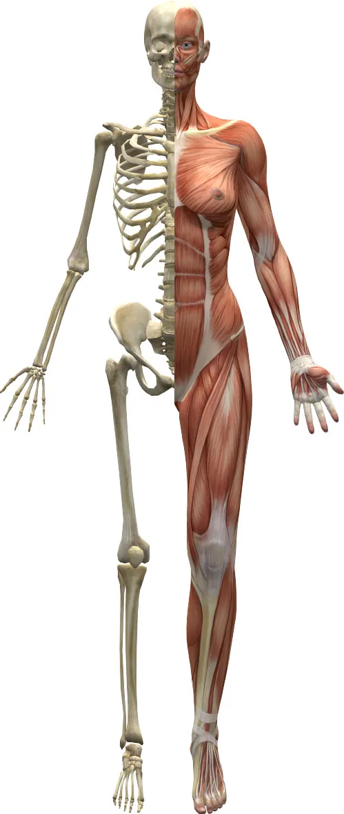 An anatomical illustration depicts half the skeletal structure and half the muscular system of a human body, showcasing the bones and muscles in detail.