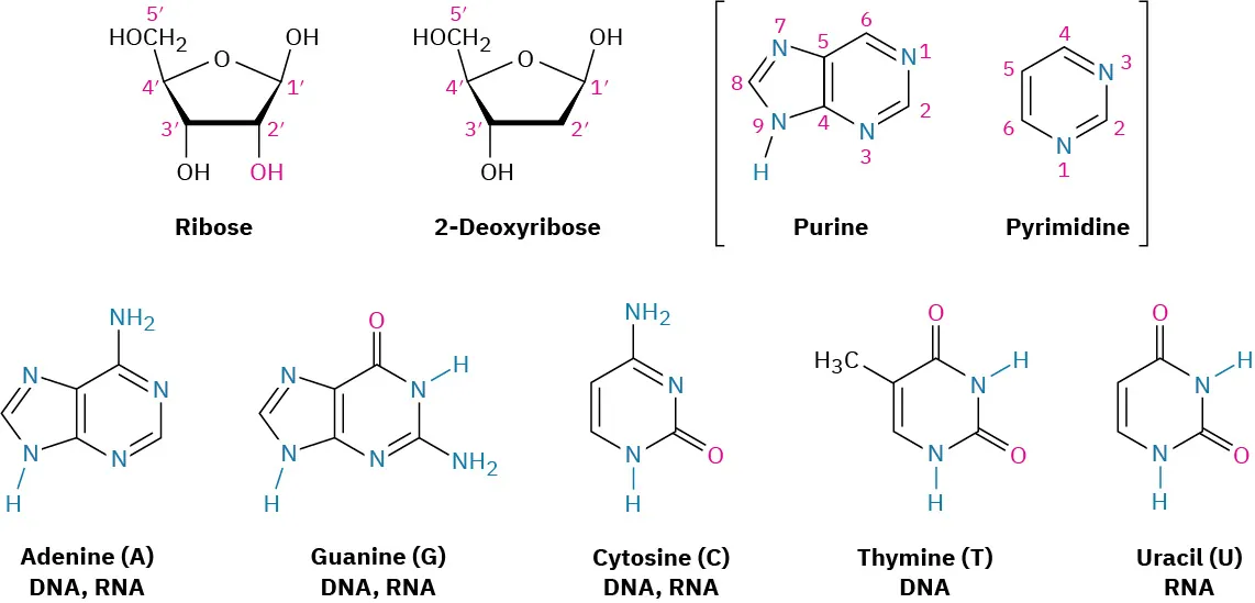 The structure of ribose, 2-deoxyribose, purine, and pyrimidine. Adenine, Guanine, Cytosine and Thymine are present in D N A, whereas R N A contains Uracil instead of Thymine.