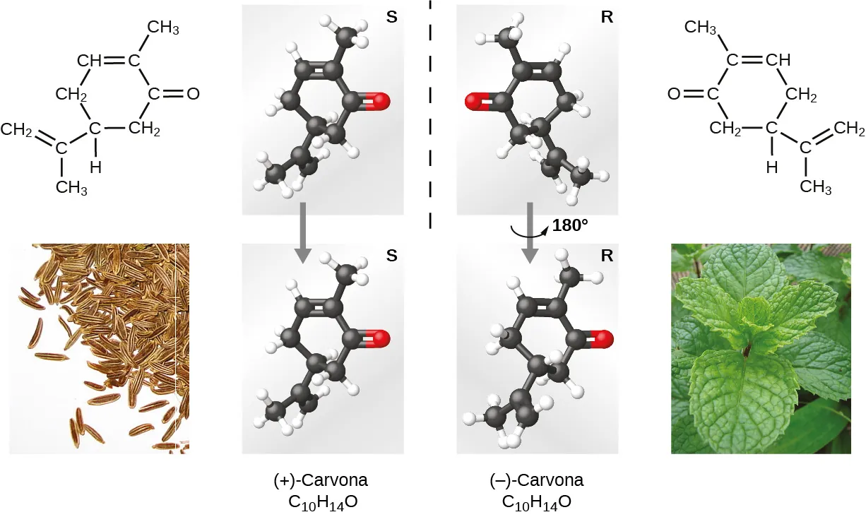 La parte superior izquierda de esta figura de 2 filas y 4 columnas muestra un diagrama estructural de la carvona positiva, C subíndice 10 H subíndice 14 O. Esta molécula tiene un átomo de carbono que forma un doble enlace con un grupo C H subíndice 2 y un grupo C H subíndice 3. El átomo de carbono también forma un enlace simple con otro átomo de carbono que forma parte de un anillo. Este átomo de carbono, al formar parte del anillo, forma enlaces simples con un átomo de hidrógeno, un grupo C H subíndice 2 y un grupo C H subíndice 2. El primer grupo C H subíndice dos forma un enlace simple con el C H que forma un doble enlace con un átomo de carbono. Este átomo de carbono forma un enlace simple con un grupo C H subíndice 3. El átomo de carbono que forma parte del anillo forma un enlace simple con un átomo de carbono que forma un doble enlace con un átomo de oxígeno y un enlace simple con un grupo C H subíndice 2 para completar el anillo. Debajo del diagrama estructural de la carvona hay una foto de las semillas de alcaravea. La columna 2 contiene representaciones idénticas de barras y esferas del diagrama estructural en la posición superior izquierda. En la parte superior derecha de cada una de estas imágenes aparece la letra "S" y hay una flecha que apunta hacia abajo desde la imagen superior a la inferior. Las columnas 3 y 4 son representaciones de carvonas negativas. La fila superior de la tercera columna muestra una imagen reflejada de la estructura de barras y esferas a su izquierda, reflejada a través del eje y. Hay una flecha que apunta hacia abajo en la imagen de abajo, que es la misma estructura girada 180 grados en sentido contrario a las agujas del reloj. Las dos imágenes de la columna 3 tienen una "R" en la esquina superior derecha. La imagen de la primera fila de la columna 4 es la misma que la estructura de Lewis de la primera fila de la columna 1, reflejada en el eje y. Debajo de este diagrama estructural de carvona negativa hay una foto de hojas de menta.