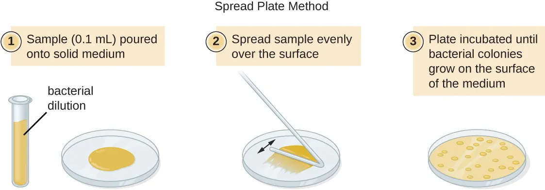 A diagram of the spread plate method. Step 1 – a sample (0.1 ml) from a bacterial dilution is poured onto a solid medium. Step 2 – the sample is spread evenly over the surface. Step 3 – the plate is incubated until bacterial colonies grow on the surface of the medium.