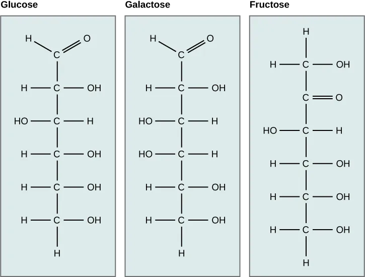 The molecular structures of the linear forms of glucose, galactose, and fructose are shown. Glucose and galactose are both aldoses with a carbonyl group (carbon double-bonded to oxygen) at one end of the molecule. A hydroxyl (OH) group is attached to each of the other residues. In glucose, the hydroxyl group attached to the third carbon is on the left side of the molecular structure and all other hydroxyl groups are on the right. In galactose, the hydroxyl groups attached to the third and fourth carbons are on the left, and the hydroxyl groups attached to the second, fifth and sixth carbon are on the right. Fructose is a ketose with C doubled bonded to O at the second carbon. All other carbons have hydroxyl groups associated with them. The hydroxyl group associated with the third carbon is on the left, and all the other hydroxyl groups are on the right.