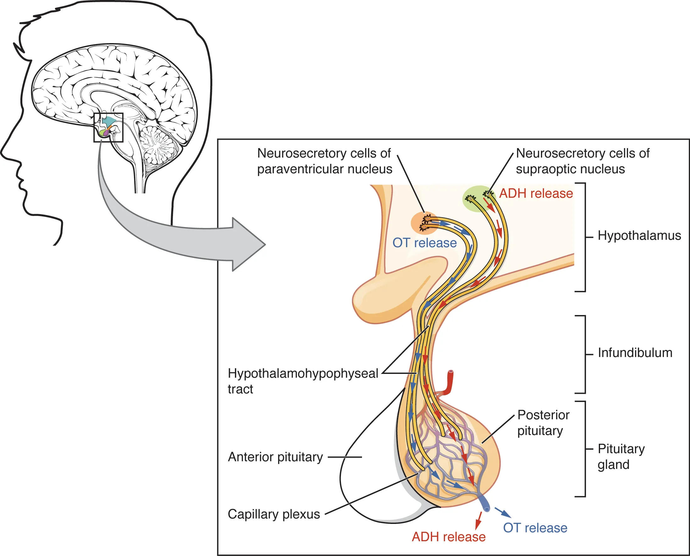 This illustration zooms in on the hypothalamus and the attached pituitary gland. The posterior pituitary is highlighted. Two nuclei in the hypothalamus contain neurosecretory cells that release different hormones. The neurosecretory cells of the paraventricular nucleus release oxytocin (OT) while the neurosecretory cells of the supraoptic nucleus release anti-diuretic hormone (ADH). The neurosecretory cells stretch down the infundibulum into the posterior pituitary. The tube-like extensions of the neurosecretory cells within the infundibulum are labeled the hypothalamophypophyseal tracts. These tracts connect with a web-like network of blood vessels in the posterior pituitary called the capillary plexus. From the capillary plexus, the posterior pituitary secretes the OT or ADH into a single vein that exits the pituitary.