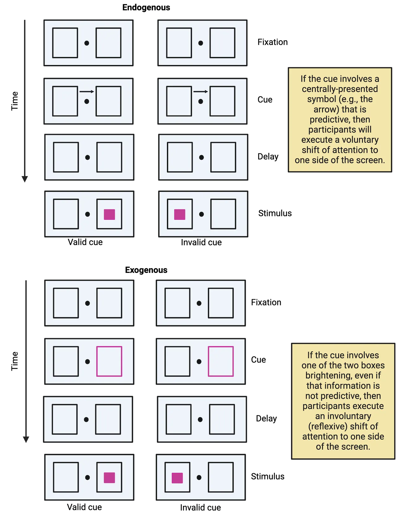 Top: diagram of the presented cues in an endogenous attention task as described in the main text. Bottom: Diagram of the presented cues in an exogenous attention task as described in the main text
