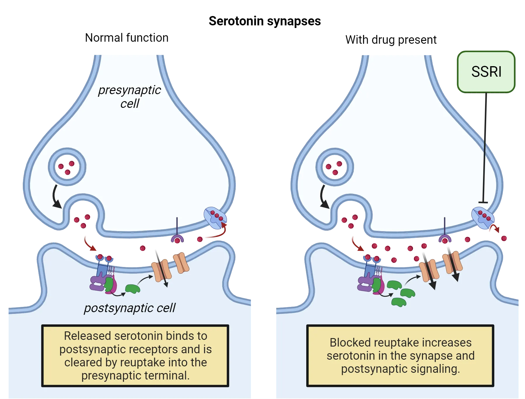 Two diagrams of serotonin synapses, one with normal function and another with drug present (SSRI). Normal: Released serotonin binds to postsynaptic receptors and is cleared by reuptake into the presynaptic terminal. With drug: Blocked reuptake increases serotonin in the synapse and postsynaptic signaling.