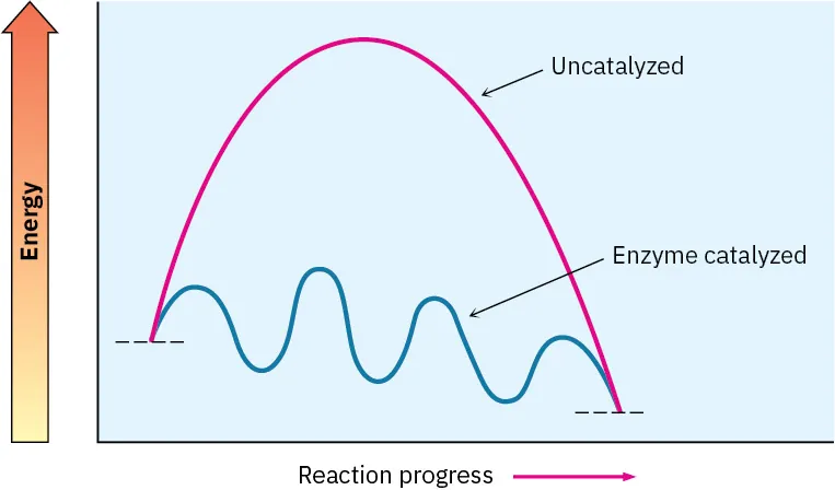 Two energy diagrams for the same reaction; catalyzed shows multiple transition states each with low activation barrier, uncatalyzed shows single transition state with high activation barrier.