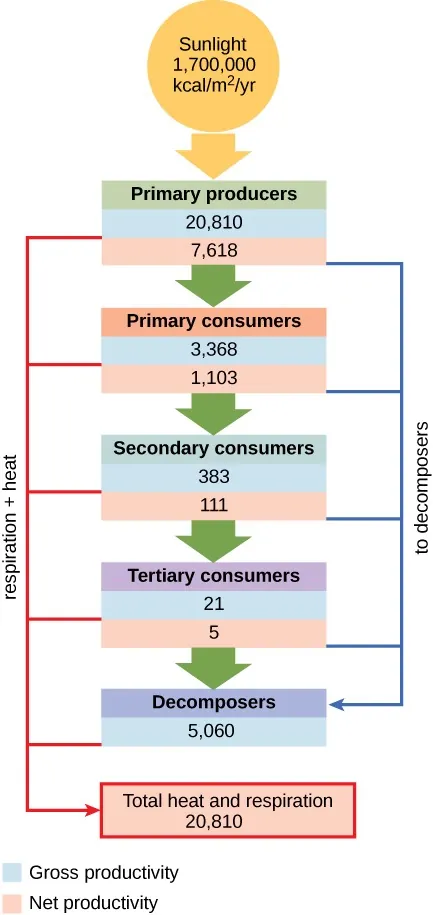 A flow chart shows values for gross productivity and net productivity for producers, consumers and decomposers. Sunlight produces 1 million, 700 thousand kilocalories per meter squared per year of energy. Primary producers have a gross productivity of 20810 and a net productivity of 7618. Primary consumers have a gross productivity of 3368 and a net productivity of 1103. Secondary consumers have a gross productivity of 383 and a net productivity of 111. Tertiary consumers have a gross productivity of 21 and a net productivity of 5. Decomposers have a gross productivity of 5060. Total heat and respiration from all producers, consumers and decomposers is 20810