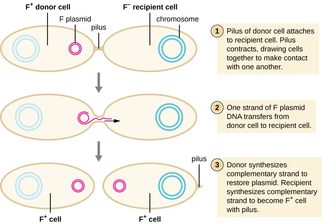 Diagram of conjugation. 1: Pilus of donor cell attaches to recipient cell. The donor cell contains a plasmid labeled F plasmid; the cell is labeled F+ donor cell. The recipient cell is labeled F- recipient cell and does not contain a plasmid. A bridge between them is labeled pilus. 2: Pilus contracts, drawing cells together to make contact with one another. 3: One strand of F plasmid DNA transfers from donor cell to recipient cell. 4: Donor synthesizes complementary strand to restore plasmid. Recipient synthesizes complementary strand to become F+ cell pith pilus. Both cells are now labeled F+ and contain a small circular plasmid.