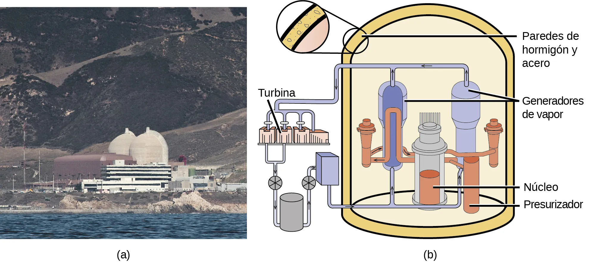 Se muestra una foto marcada como "a" y un diagrama marcado como "b". La foto es de una central eléctrica con dos grandes cúpulas blancas y muchos edificios. El diagrama muestra un contenedor cilíndrico con paredes gruesas marcado como "paredes de hormigón y acero" y tres componentes principales en su interior. El primero de estos componentes es un par de cilindros altos, marcados como "generadores de vapor", que se sitúan a ambos lados de un cilindro más corto, marcado como "núcleo". Junto al núcleo hay un fino cilindro marcado como "presurizador". A la izquierda de las paredes exteriores hay un conjunto de pistones marcados como "turbinas", que se asientan sobre una serie de otros equipos.