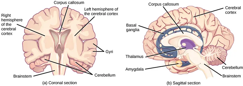Illustration shows coronal (front) and sagittal (side) sections of a human brain. In the coronal section, the large upper part of the brain, called the cerebral cortex, is divided into left and right hemispheres. A cavity resembling butterfly wings exists between the left and right cortex. The corpus callosum is a band that connects the two hemispheres together, just above this cavity. The surface of the cerebral cortex contains bumpy protrusions called gyri. The cerebral cortex is anchored by the brain stem, which connects with the spinal cord. On either side of the brainstem tucked beneath the cerebral cortex is the cerebellum. The surface of the cerebellum is bumpy, but not as bumpy as the cerebral cortex. The sagittal section reveals that the cerebral cortex makes up the front and top part of the brain, while the brainstem and cerebellum make up the lower back part. The oval thalamus sits in the cavity in the middle of the cerebral cortex. The corpus callosum wraps around the top part of the thalamus. The basal ganglia wraps around the corpus callosum, starting at the lower front part of the brain and continuing three-quarters of the way around so the back end almost meets the front end. The basal ganglia is separated into segments that are connected along the top and bottom. The amygdala is a spherical structure at the end of the basal ganglia.