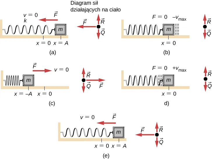 Ruch swobodnej cząstki o masie m, zamocowanej do poziomej sprężyny o stałej sprężystości w różnych momentach jej ruchu. Na rysunku (a) masa jest przesunięta do położenia x = A, które znajduje się na prawo od punktu x =0 i wychylona z położenia równowagi (v=0). Sprężyna jest naprężona. Siła działająca na masę jest skierowana w lewo. Ciężar cząstki swobodnej w jest skierowany w dół, N oznacza siłę normalną, która jest skierowana w górę i równa jest ciężarowi, siła F jest skierowana w lewo. (b) Cząstka znajduje się w położeniu x = 0 i porusza się w kierunku przeciwnym do zwrotu osi x z prędkością v sub max. Sprężyna nie jest naprężona. Przyłożona do masy siła wynosi zero. Ciężar cząstki w jest skierowany w dół, siła normalna N jest skierowana w górę i jest równa ciężarowi. (c) Położenie ciała wynosi minus A i znajduje się ono po lewej stronie punktu x = 0 a prędkość masy wynosi v =0. Sprężyna jest ściśnięta. Siła F jest skierowana w prawo. Ciężar ciała w jest skierowany w dół, siła normalna N jest skierowana w górę i jest równa ciężarowi, siła F jest skierowana w prawo. (d) Ciało znajduje się w położeniu x = 0 i porusza się w kierunku zgodnym ze zwrotem osi x z prędkością plus v sub max. Sprężyna nie jest napięta. Siła przyłożona do ciała wynosi zero. Ciężar ciała w jest skierowany w dół, siła normalna N jest skierowana w górę i równa ciężarowi. (e) Ciało jest znowu w położeniu x = A, które znajduje się na prawo od punktu x =0 a prędkość wynosi v=0. Sprężyna jest naprężona. Siła przyłożona do ciała jest skierowana w lewo. Ciężar ciała w jest skierowany w dół, siła normalna N jest skierowana w górę i równa ciężarowi, siła F jest skierowana w lewo.