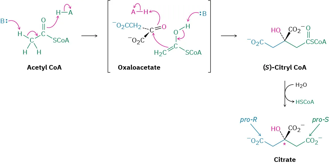 Acetyl coenzyme A condensation with oxaloacetate leads to (S)-Citryl coenzyme A, which is hydrolyzed to yield citrate and H S C o A.