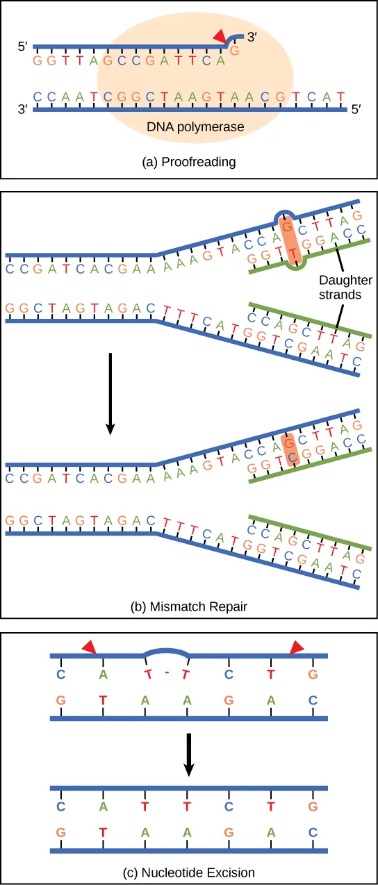 Part a shows DNA polymerase replicating a strand of DNA. The enzyme has accidentally inserted G opposite A, resulting in a bulge. The enzyme backs up to fix the error. In part b, the top illustration shows a replicated DNA strand with a G–T base mismatch. The bottom illustration shows the repaired DNA, which has the correct G–C base pairing. Part c shows  a DNA strand in which a thymine dimer has formed. An excision repair enzyme cuts out the section of DNA that contains the dimer so that it can be replaced with a normal base pair.