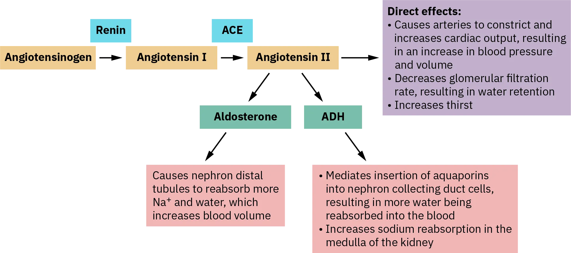 A diagram shows the renin-angiotensin-aldosterone system, which produces angiotensin 2. Direct effects of angiotensin 2 are arteries constricting, which increases cardiac output, resulting in an increase in blood pressure and volume; decreased  glomerular filtration rate, resulting in water retention; and increased thirst.  Renin helps angiotensinogen turn into angiotensin 1. ACE helps angiotensin 1 become angiotensin 2. Angiotensin 2 produces aldosterone and ADH. Aldosterone causes nephron distal tubules to reabsorb sodium  and water, which increases blood volume. ADH mediates insertion of aquaporins into nephron collecting duct cells, resulting in more water being reabsorbed into the blood. It also increases sodium reabsorption in the medulla of the kidney.