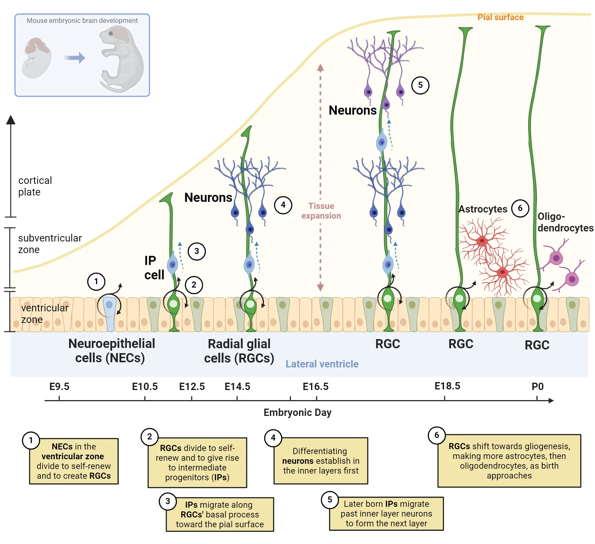 A diagram of a cross section of neural tube, from ventricle to pial surface, showing the growth of the tissue over time (embryonic days 9.5 to 18.5/P0). Radial glial cells with cell body in the ventricular zone have process that spans subventricular zone and cortical plate tissue to touch pial surface. This is maintained as the cortical plate expands with the addition of new neurons. IP cells migrate along those processes. Steps are described in more detail in the main text.