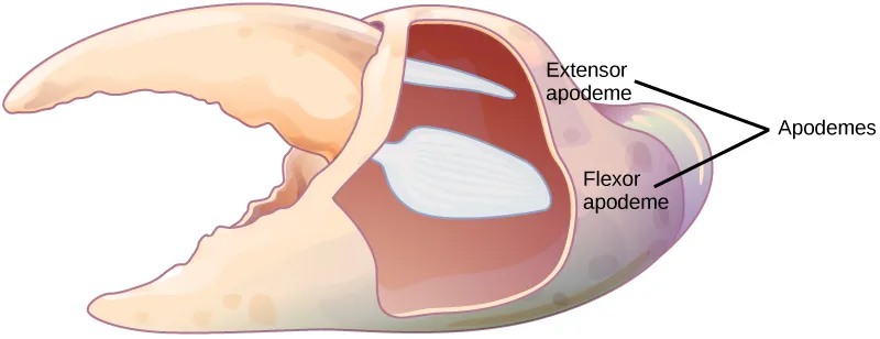 Illustration shows a crab claw with a small, upper portion that pivots relative to a large, lower portion. The apodemes are located on the large portion, above and below the pivot point.