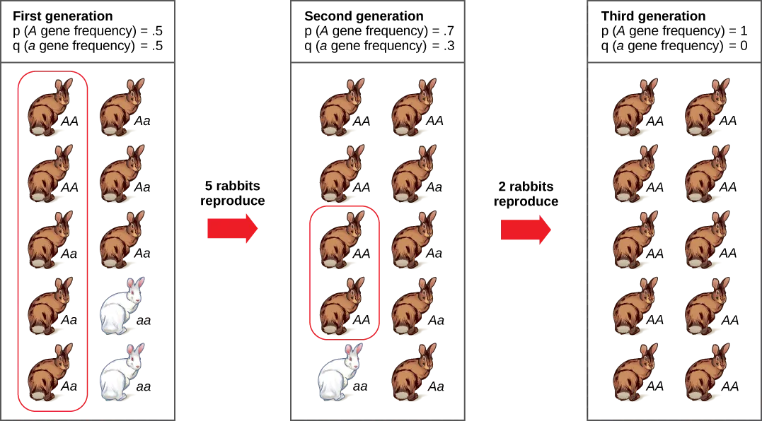 A population has ten rabbits. Three of these rabbits are homozygous dominant for the A allele and have brown coat color. Five are heterozygous and also have brown coat color. Two are homozygous recessive and have white coat color. The frequency of the capital A allele, p, is .5 and the frequency of the small a allele, q, is also .5. Only five of the rabbits, including two homozygous dominant and three heterozygous individuals, produce offspring. Five of the resulting offspring are homozygous dominant, four are heterozygous, and one is homozygous recessive. The frequency of alleles in the second generation is p=.7 and q=.3. Only two rabbits in the second generation produce offspring, and both of these are homozygous dominant. As a result, the recessive small a allele is lost in the third generation, and all of the rabbits are heterozygous dominant with brown coat color.