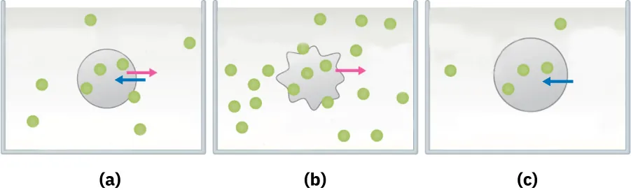 A three-part illustration is shown. It includes (a) a large circle with arrows pointing in and out of it and with 8 small circles scattered randomly within and outside of the central circle, (b) a large disorganized shape with an arrow pointing out from the shape and 19 small circles scattered randomly within and outside of the central shape, (c) a large circle with an arrow pointing in and with 5 small circles scattered randomly within and outside of the central circle.