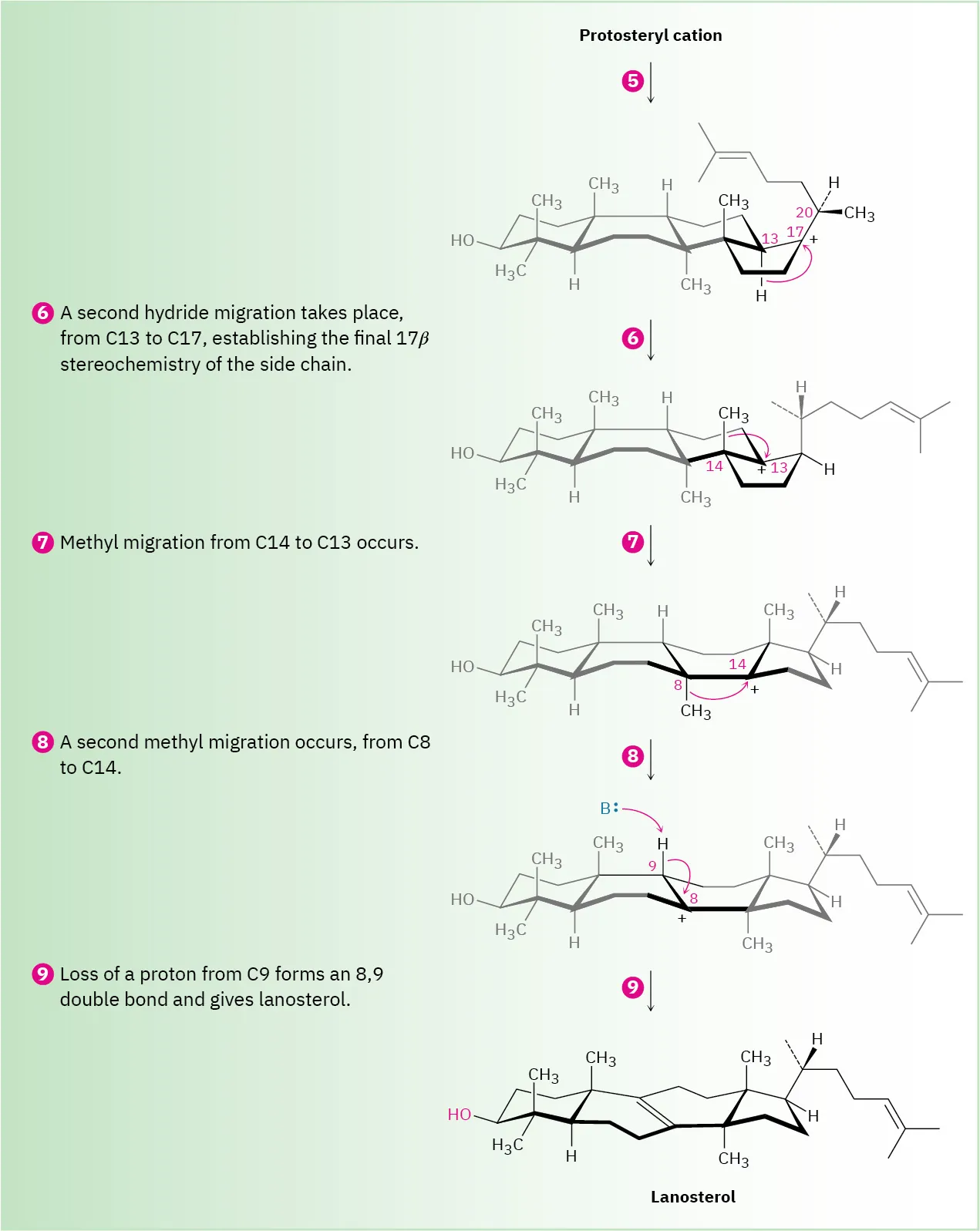The remaining five steps in the formation of lanosterol where the protosteryl cation undergoes five rearragnments.