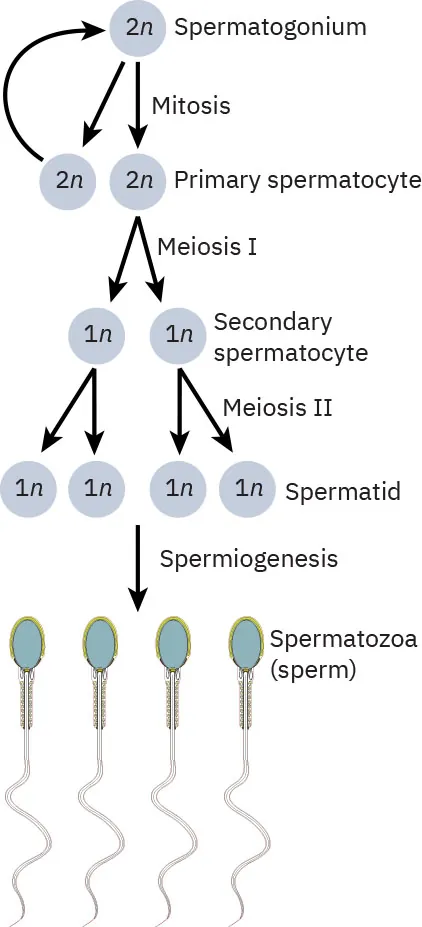 Chart of development of sperm cells from Spermatogonium to Spermatozoa.