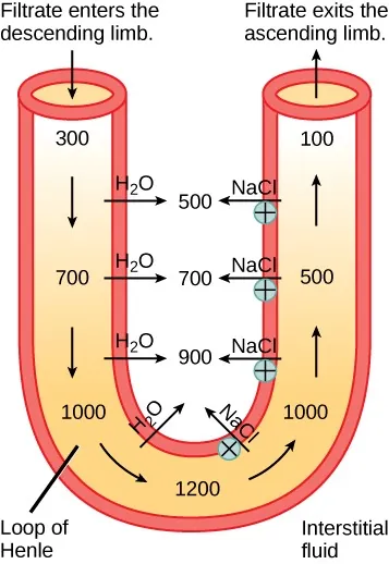 A U-shaped tube represents the loop of Henle. The filtrate enters the descending limb and exits the ascending limb. The descending limb is water-permeable, and water travels from the limb to the interstitial space. As a consequence, the osmolality of the filtrate inside the limb increases from 300 milliosmoles per liter at the top to 1200 milliosmoles per liter at the bottom. The ascending limb is permeable to sodium and chloride ions. Because the osmolality inside the bottom part of the limb is higher than the interstitial fluid, these ions diffuse out of the ascending limb. Higher up, sodium is actively transported out of the limb, and chloride follows.