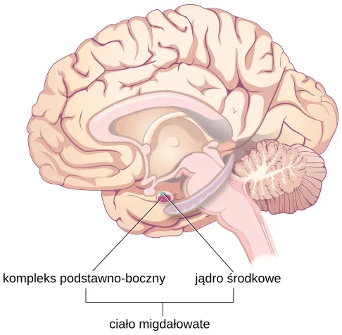 Kompleks podstawno-boczny Jądro środkowe Ciało migdałowate