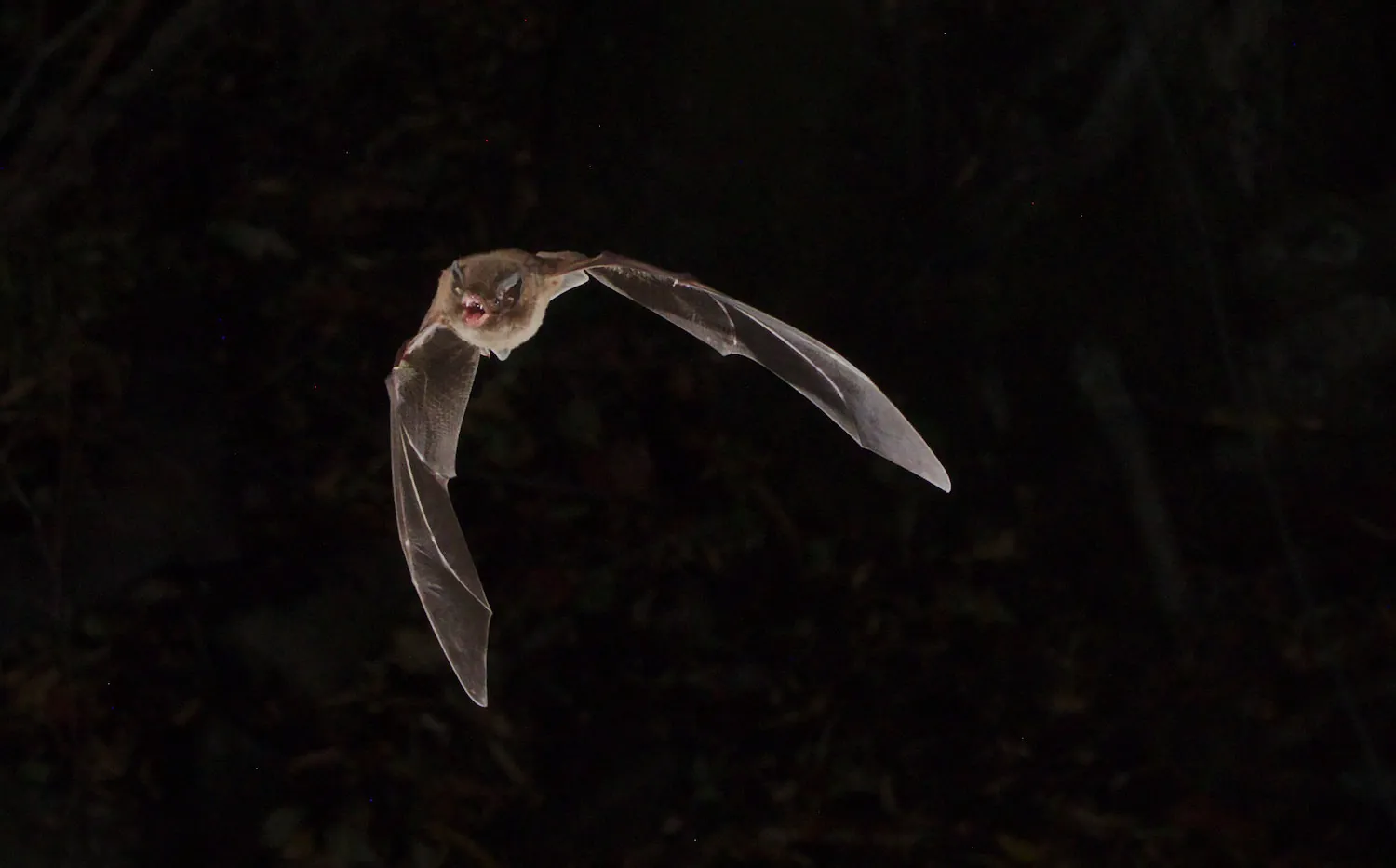 Picture shows a photograph of a flying bat with widespread wings.