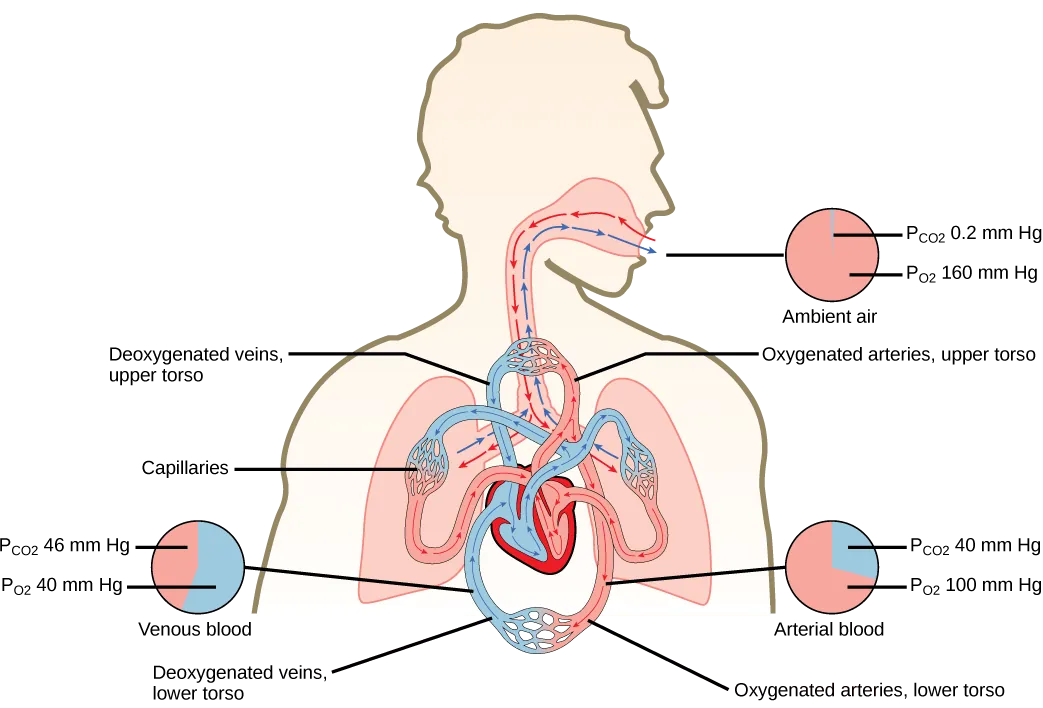 The illustration shows the movement of deoxygenated air into the lungs, and oxygenated air out of the lungs. Also shown is the circulation of blood through the body. Circulation begins when deoxygenated blood in arteries leaves the right side of the heart and enters the lungs. Oxygenated blood exits the lungs, and enters the left side of the heart, which pumps it to the rest of the body via arteries. The partial pressure of oxygen in the atmosphere is 160 millimeters of mercury, and the partial pressure of carbon dioxide is 0.2 millimeters of mercury. The partial pressure of oxygen in the arteries is 100 millimeters of mercury, and the partial pressure of carbon dioxide is 40 millimeters of mercury. The partial pressure of oxygen in the veins is 40 millimeters of mercury, and the partial pressure of carbon dioxide is 46 millimeters of mercury.