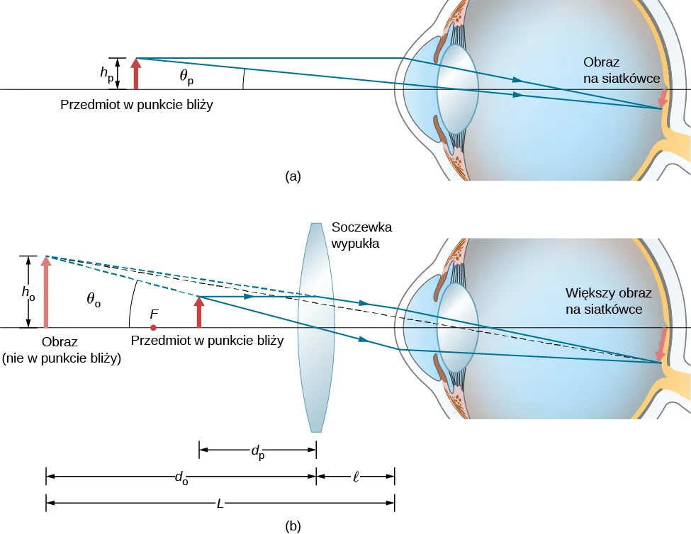 Figura a przedstawia przedmiot o wysokości h 0 położony przed okiem, w punkcie bliży wzrokowej. Pomniejszony w stosunku do przedmiotu obraz powstaje na siatkówce oka. Figura b przedstawia soczewkę dwuwypukłą położoną między okiem a przedmiotem. Promienie wychodzące z przedmiotu przechodzą przez soczewkę i wchodzą do oka, tworząc powiększony obraz na siatkówce. Przedłużenia promieni zostają odchylone przez soczewkę i skupiają się za przedmiotem, tworząc obraz, który jest większy niż przedmiot. Odległość obrazu od soczewki wynosi d subscript i, a odległość przedmiotu od soczewki wynosi d subscript o. Odległość soczewki od oka wynosi l. Odległość obrazu od oka wynosi L. Wysokość obrazu wynosi h subscript i.