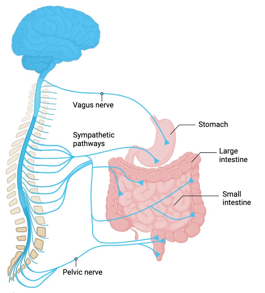 A diagram of enteric nervous system nerve paths from brain and spinal cord to the stomach and intestines. Vagus nerve shown connecting to stomach. Sympathetic pathways connect to stomach and large and small intestines. Pelvic nerve connects to the large intestine.